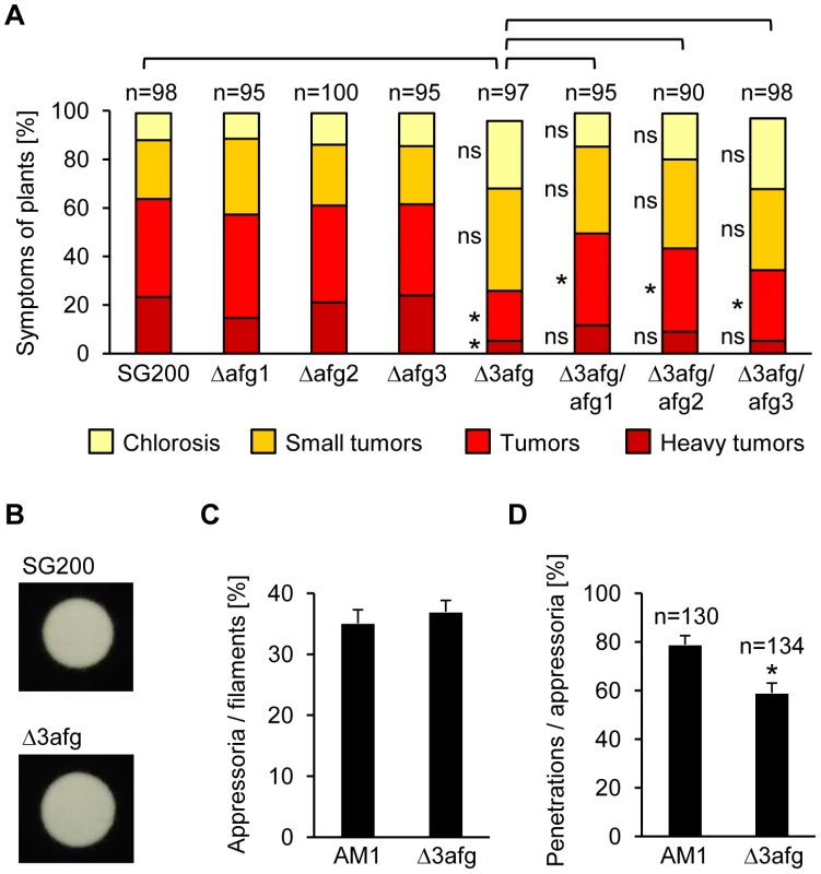Arabinofuranosidases function in plant penetration and are needed for full virulence.
