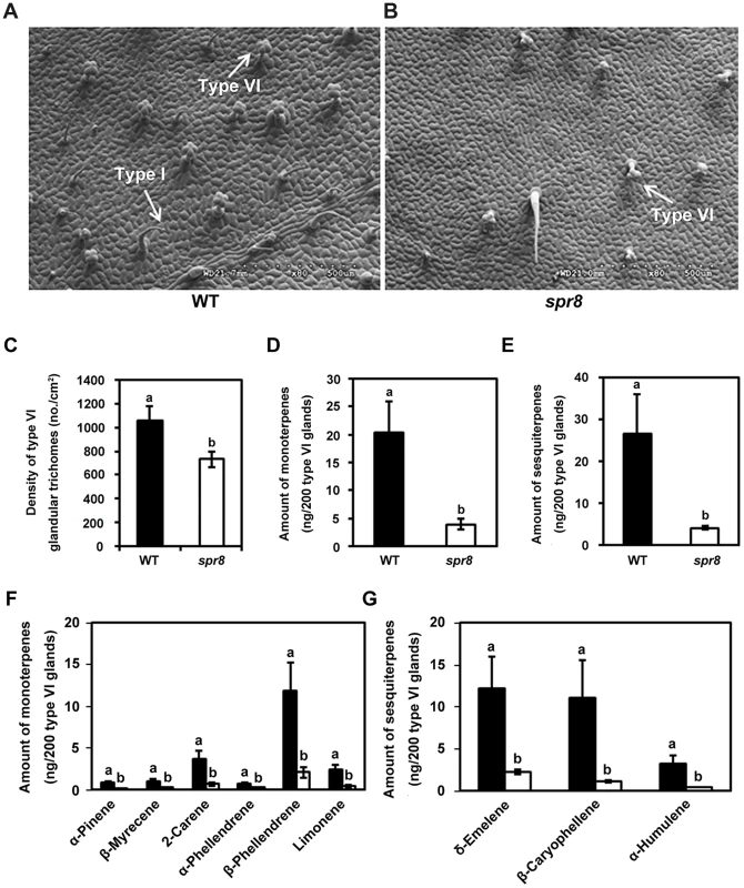 <i>spr8</i> impairs trichome development and exhibits defect in type VI glandular trichome exudates.