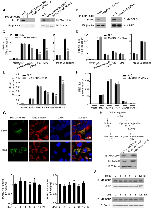 Identification of MARCH5 in TLR7 signaling pathway.