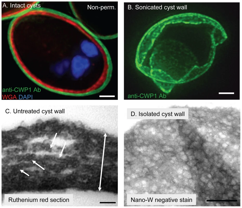 In intact <i>Giardia</i> cyst walls, curled fibrils of the GalNAc homopolymer form a protein-coated lattice that is restricted to a narrow plane.