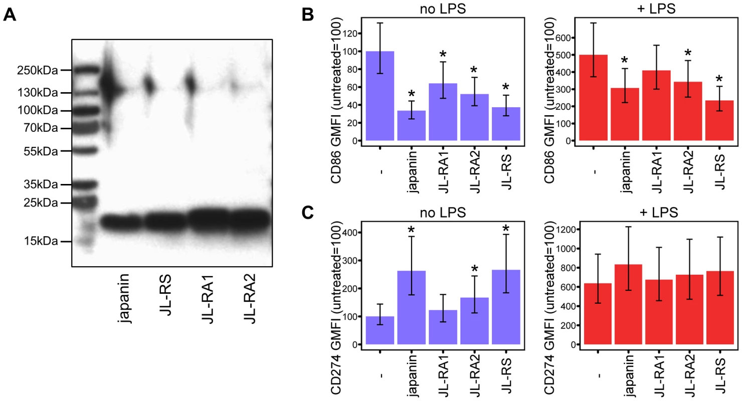 Japanin homologues modulate DC maturation.