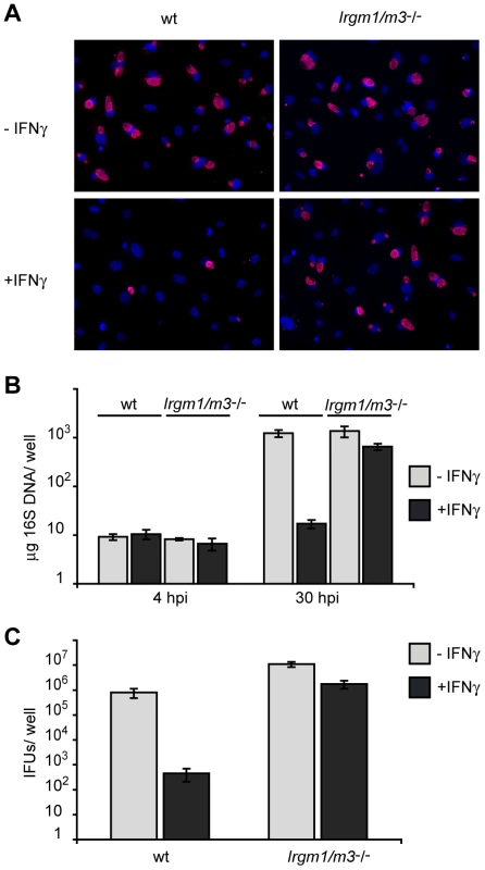 Cells doubly deficient for <i>Irgm1</i> and <i>Irgm3</i> exert minimal IFNγ-induced cell-autonomous resistance to <i>C. trachomatis</i>.