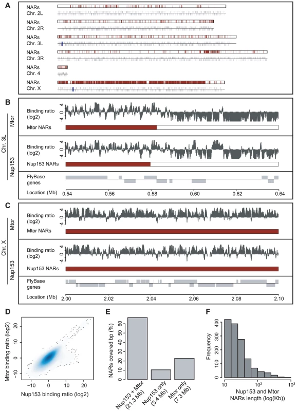 Nup153 and Megator bind the <i>Drosophila</i> genome on a large scale.