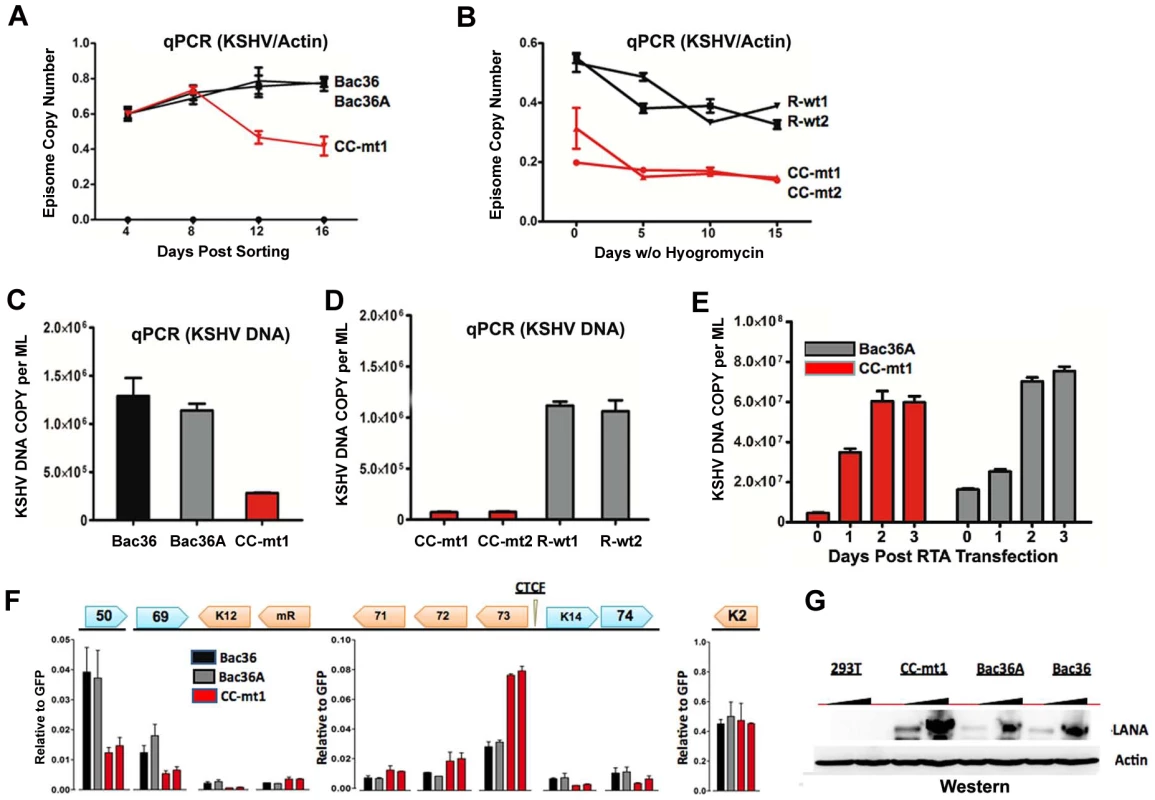 CTCF-cohesin reduces viral DNA copy number and deregulates latent and lytic gene transcription.