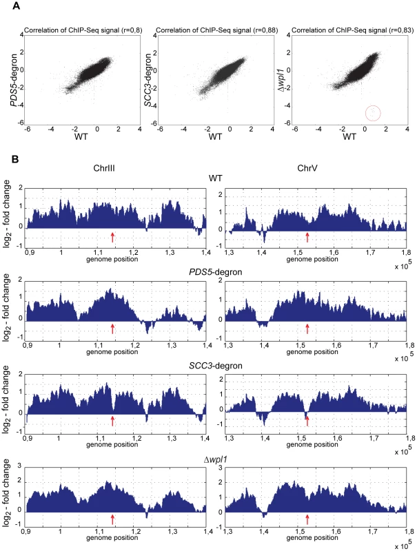 Genome-wide distribution of cohesin in the strains depleted of Scc3, Pds5, and Wpl1.