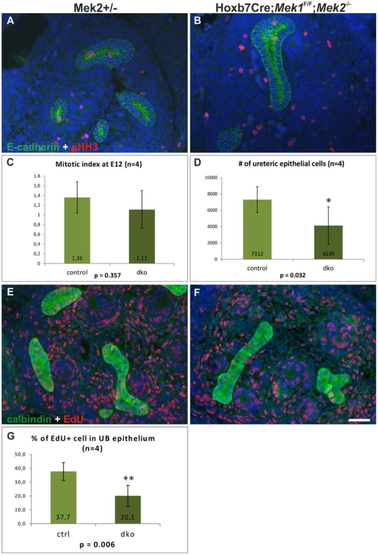 Cell proliferation in the absence of MAPK activity.