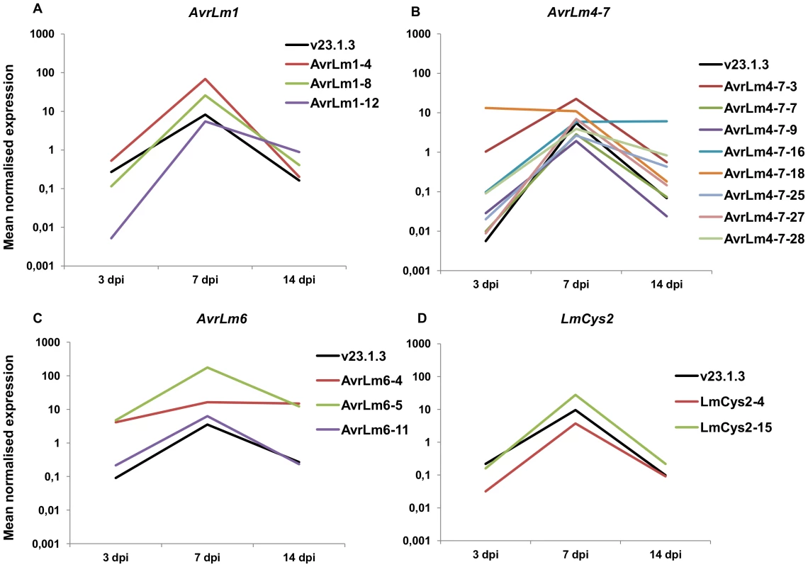 Expression of four effector genes <i>in planta</i> following ectopic integration in GC-isochores of the genome.