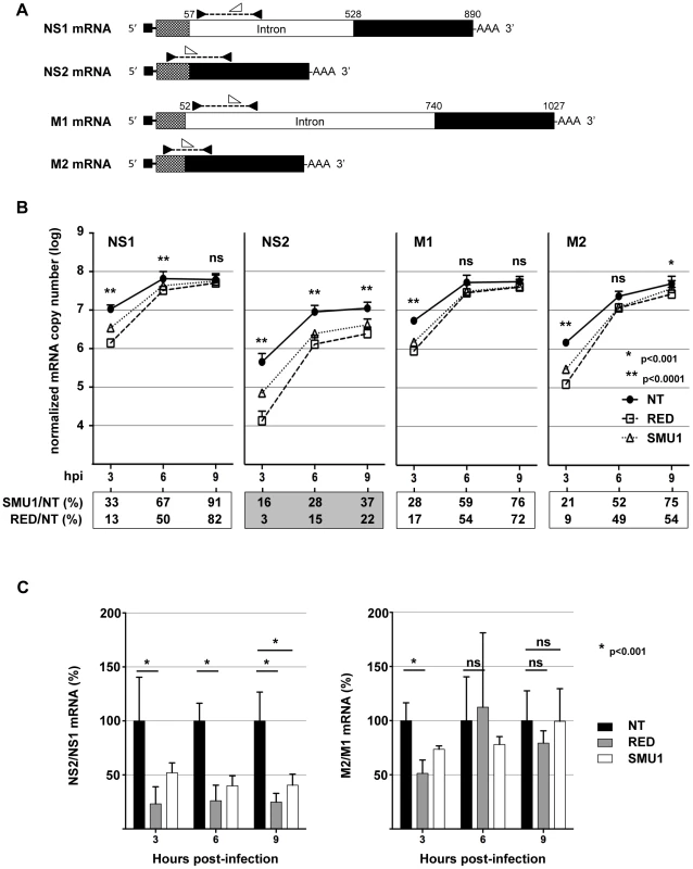 Effect of RED or SMU1 knock-down on the accumulation of influenza virus mRNAs.