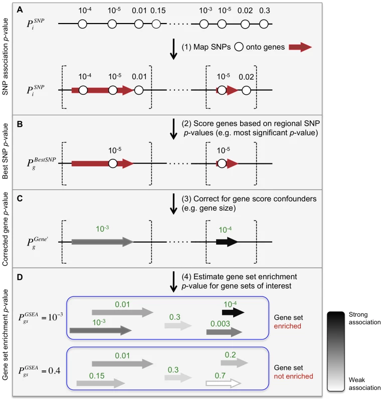 Description of Meta-Analysis Gene-set Enrichment of variaNT Associations (MAGENTA) method.