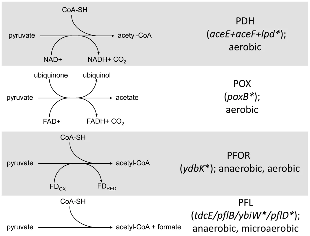 Distribution of SNPs in pathways that mediate pyruvate catabolism.