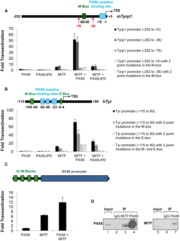 PAX6 trans-activates the promoters of <i>mTyrp1</i> and <i>hTyr</i> in the presence of MITF.