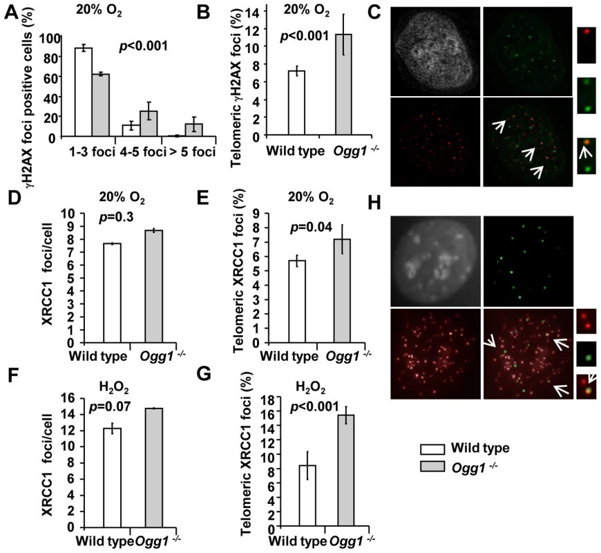 DNA damage foci in wild-type and <i>Ogg1<sup>−/−</sup></i> primary MEFs cultivated in high oxidative environment.