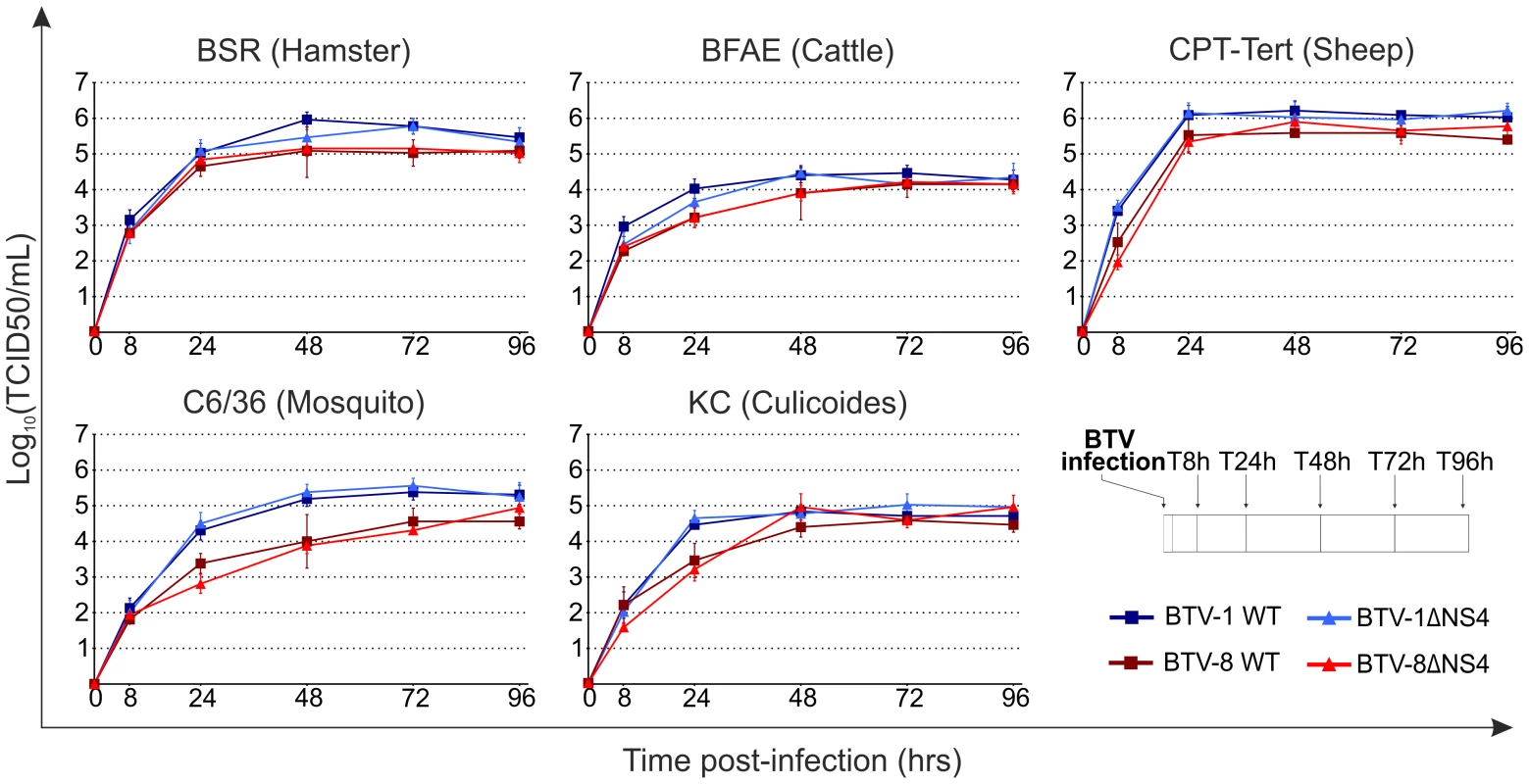 <i>In vitro</i> growth properties of rescued WT and ΔNS4 viruses.