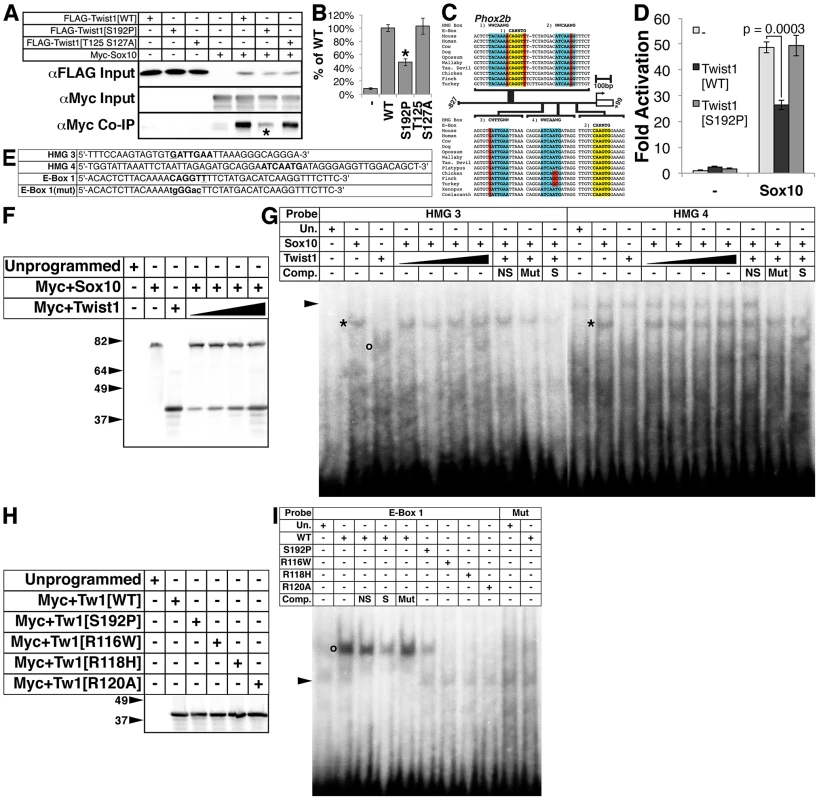 The Twist-box domain of Twist1 is required for molecular interaction with Sox10 and for Twist1 binding to the <i>Phox2b</i> promoter.