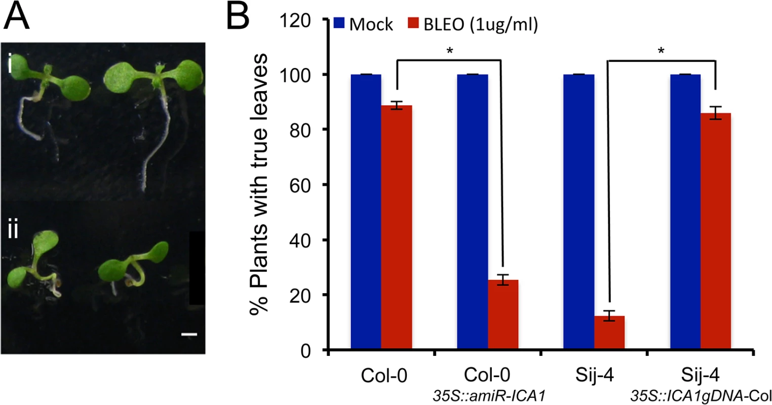 Sij-4 plants are hypersensitive to DNA damage.
