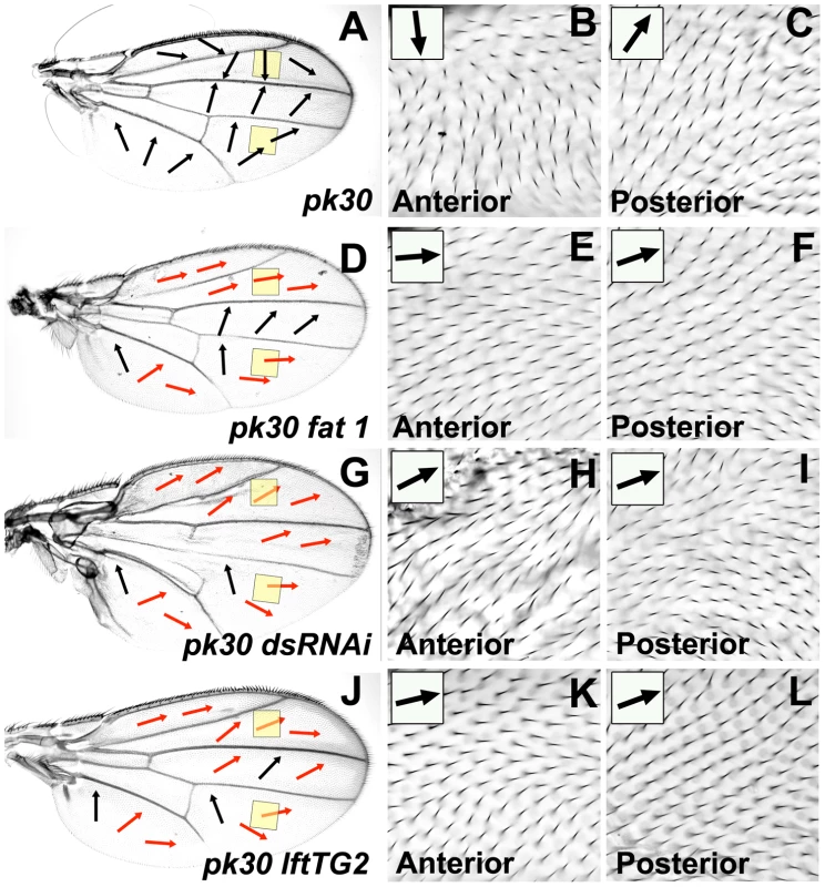 Reduced Ft/Ds pathway gene activity modifies the <i>pk<sup>pk</sup></i> hair polarity phenotype.