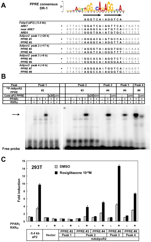 Identification of functional regulatory elements in the intron 1 of <i>Adipor2</i>.