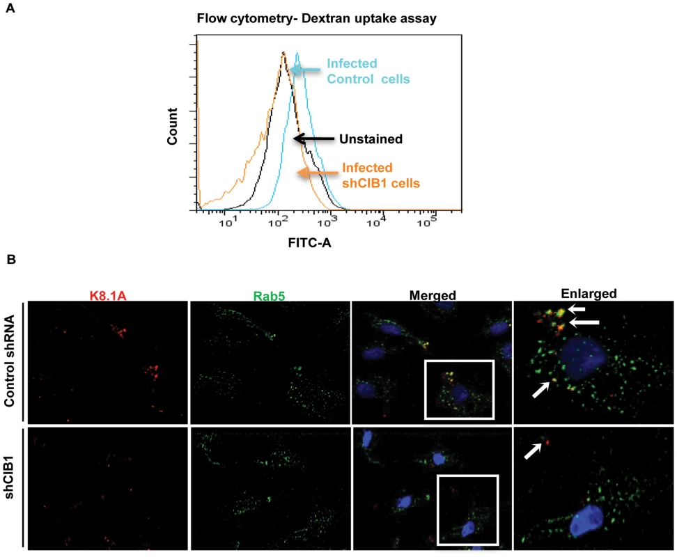 Effect of CIB1 knockdown on productive KSHV trafficking in endothelial cells.