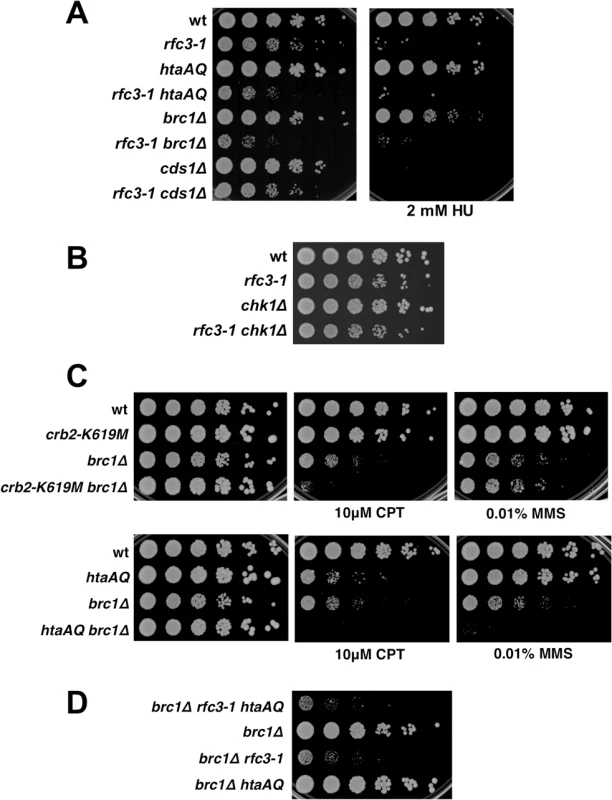 Chk1 and Cds1/Chk2 are not required for growth in <i>rfc3-1</i> cells, nor does Brc1 have an important checkpoint dampening function.