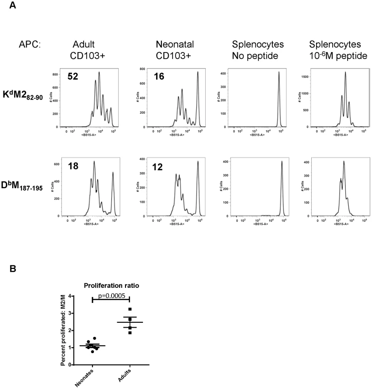Neonatal CD103+ DCs differentially induce RSV-specific adaptive CD8+ T cell responses.