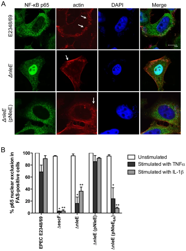 Effect of EPEC infection on NF-κB activation.