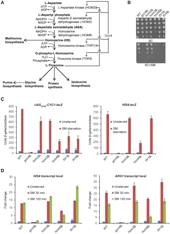 <i>hom6Δ</i> impairs GAAC in cells starved for Ile/Val.