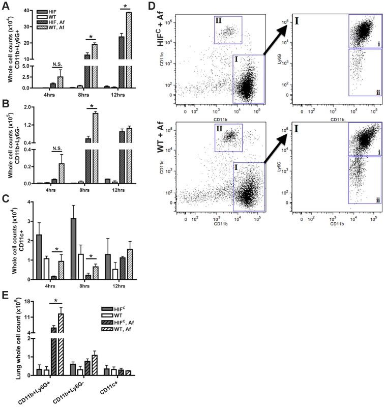 Mice deficient in myeloid HIF1α have significantly less neutrophils in BALF and lung tissue early during lung infection.