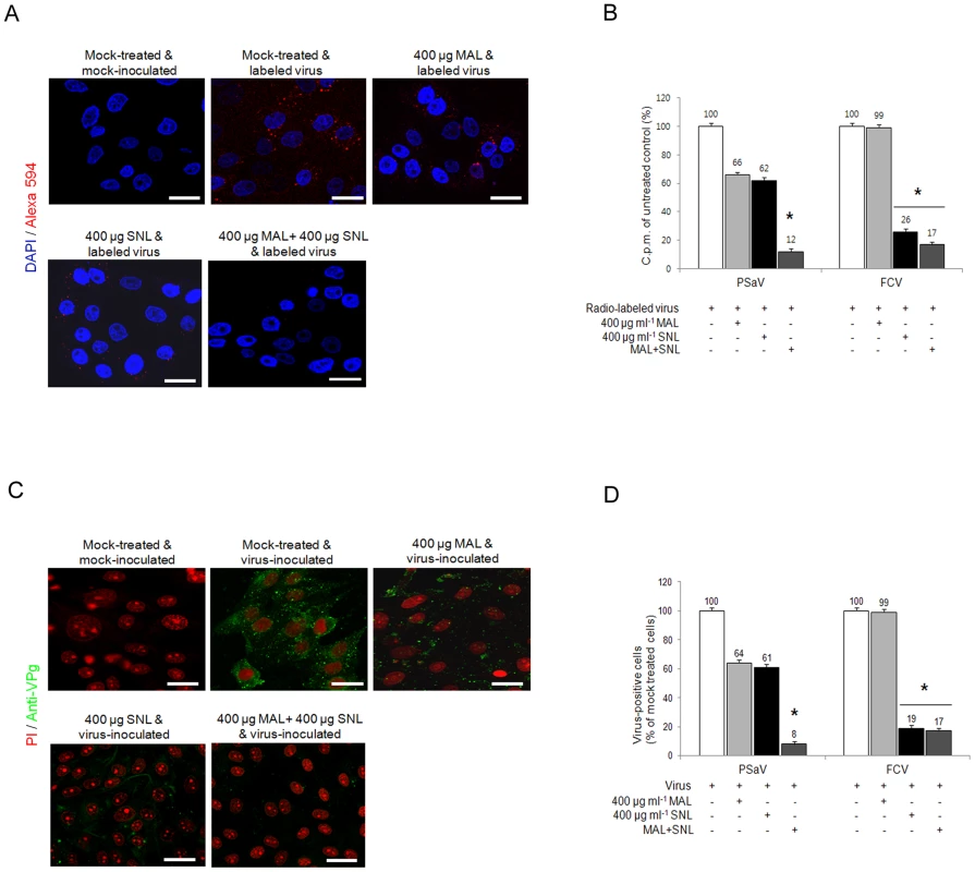 Porcine sapovirus interacts with α2,3- and α2,6-linked sialic acids.