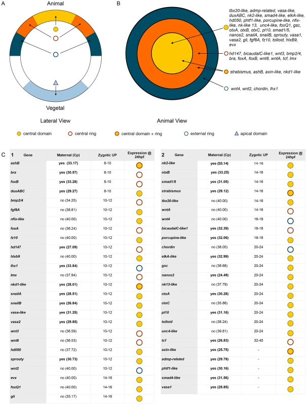 Co-expression domains in the <i>N. vectensis</i> blastula and high-density gene expression profiling.