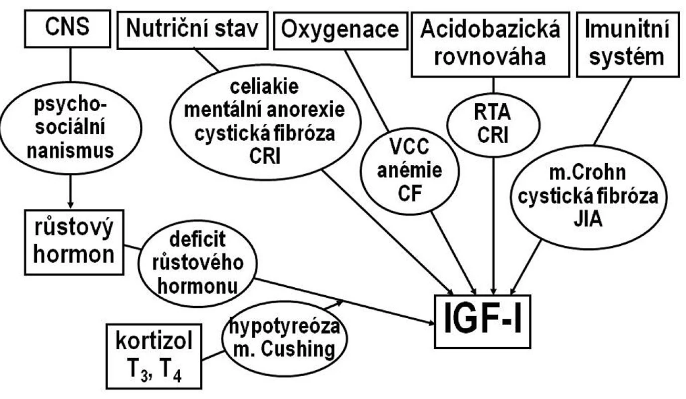Osa růstový hormon-IGF-I. Hlavním regulátorem sekrece IGF-I je růstový hormon, ovlivněný neuroendokrinní aktivitou CNS. Na řízení sekrece IGF-I se dále podílejí hormony štítné žlázy a kortizol, nutriční stav, imunitní systém, zásobení tkání kyslíkem a acidobazická rovnováha. V oválech jsou uvedeny některé nozologické jednotky, které vedou ke snížení hladin IGF-I a k růstové retardaci.
CF- cystická fibróza
CRI – chronická renální insuficience
JIA – juvenilní idiopatická artritida
RTA- renální tubulární acidóza
VCC – vrozené srdeční vady