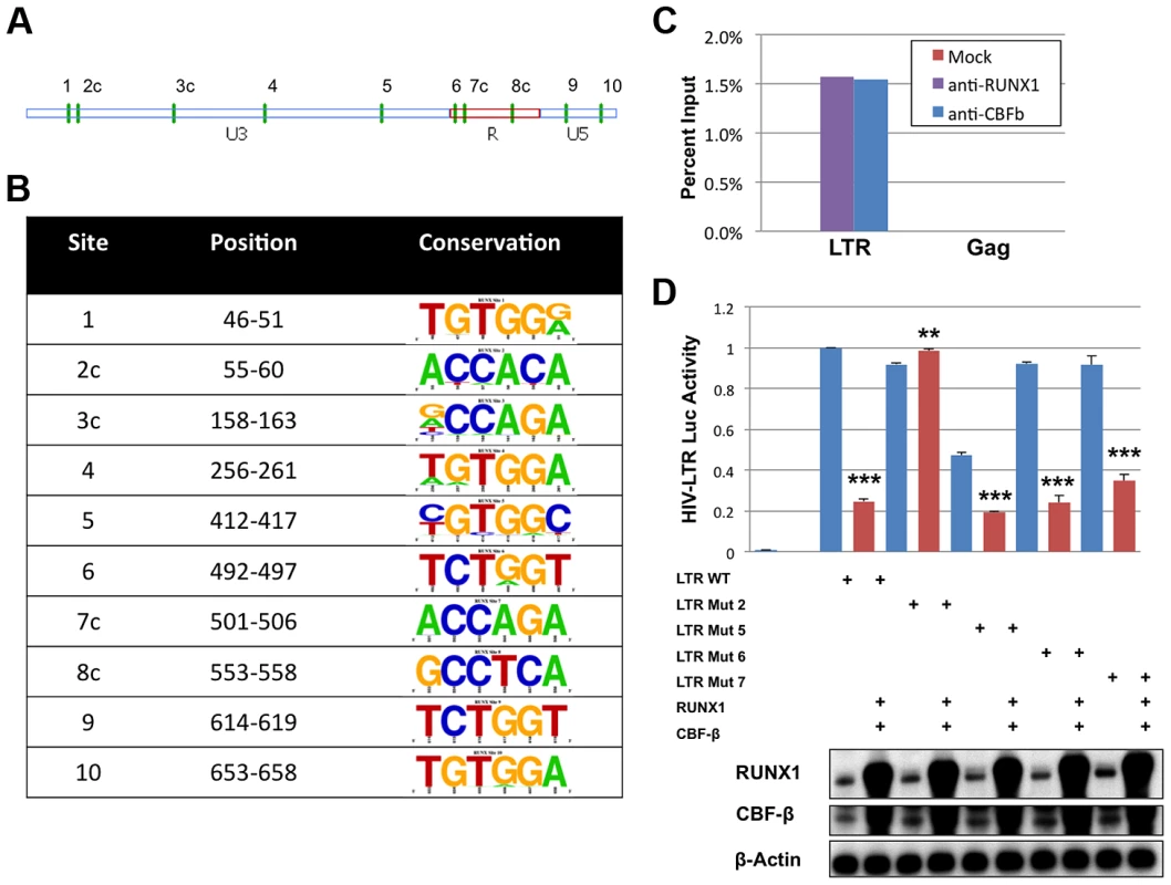 RUNX1 binds to the HIV-1 LTR.