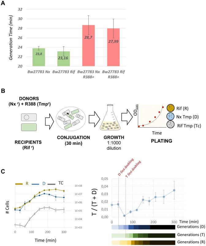 Transconjugants experience a growth deficit immediately after conjugation.