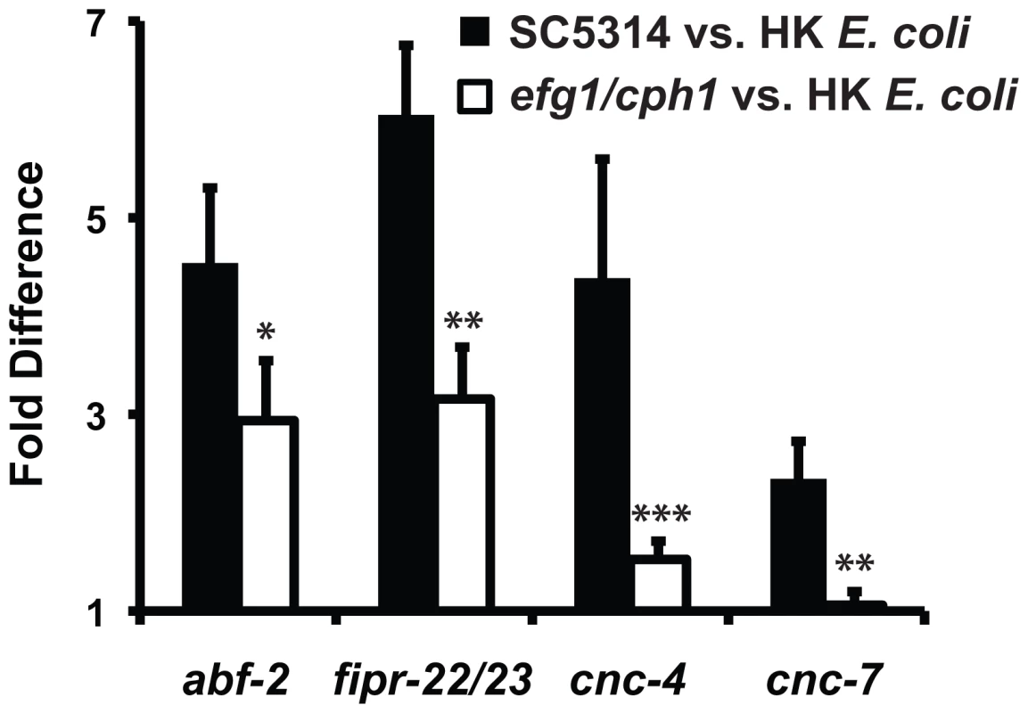 The virulence of the infecting <i>C. albicans</i> strain affects the induction of putative antifungal immune effectors.