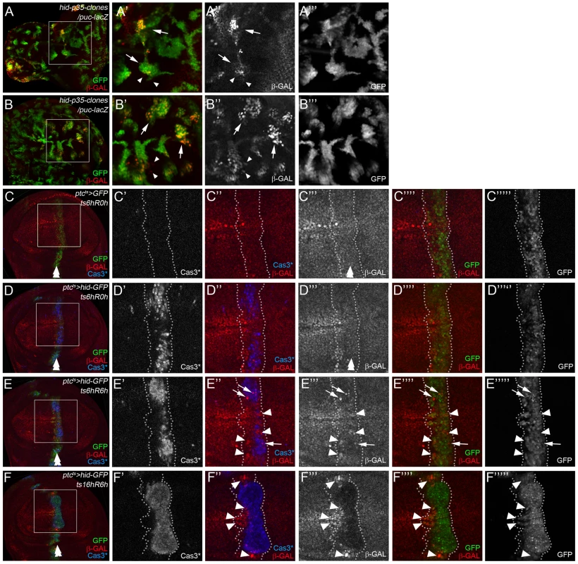 Location of Bsk/JNK signaling in ‘undead’ and ‘genuine’ AiP models.