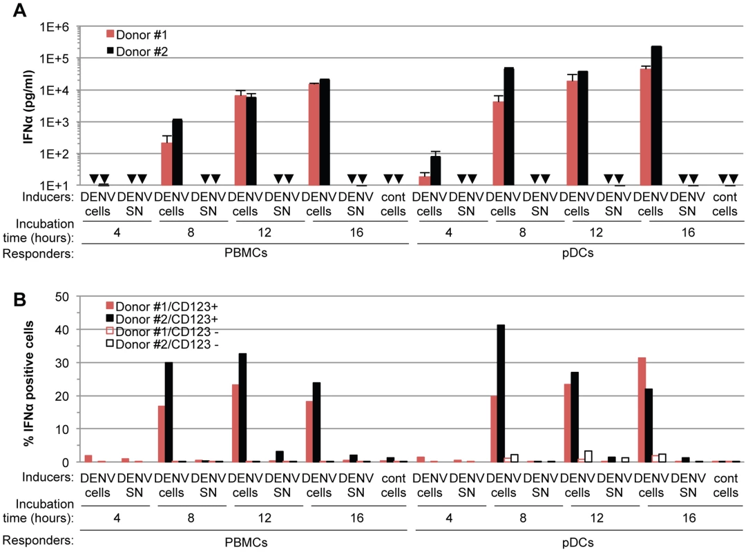 Time course analysis of pDC IFNα production triggered by DENV infected cells.