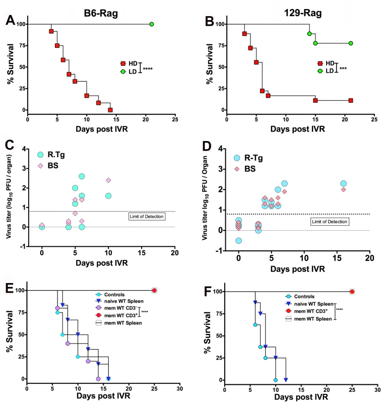 HS induced HSV1 reactivation in HD mice is controlled by T cells.