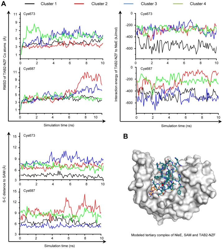 MD simulation shows Cys673 in TAB2-NZF being structurally favorable for methyltransfer from NleE.