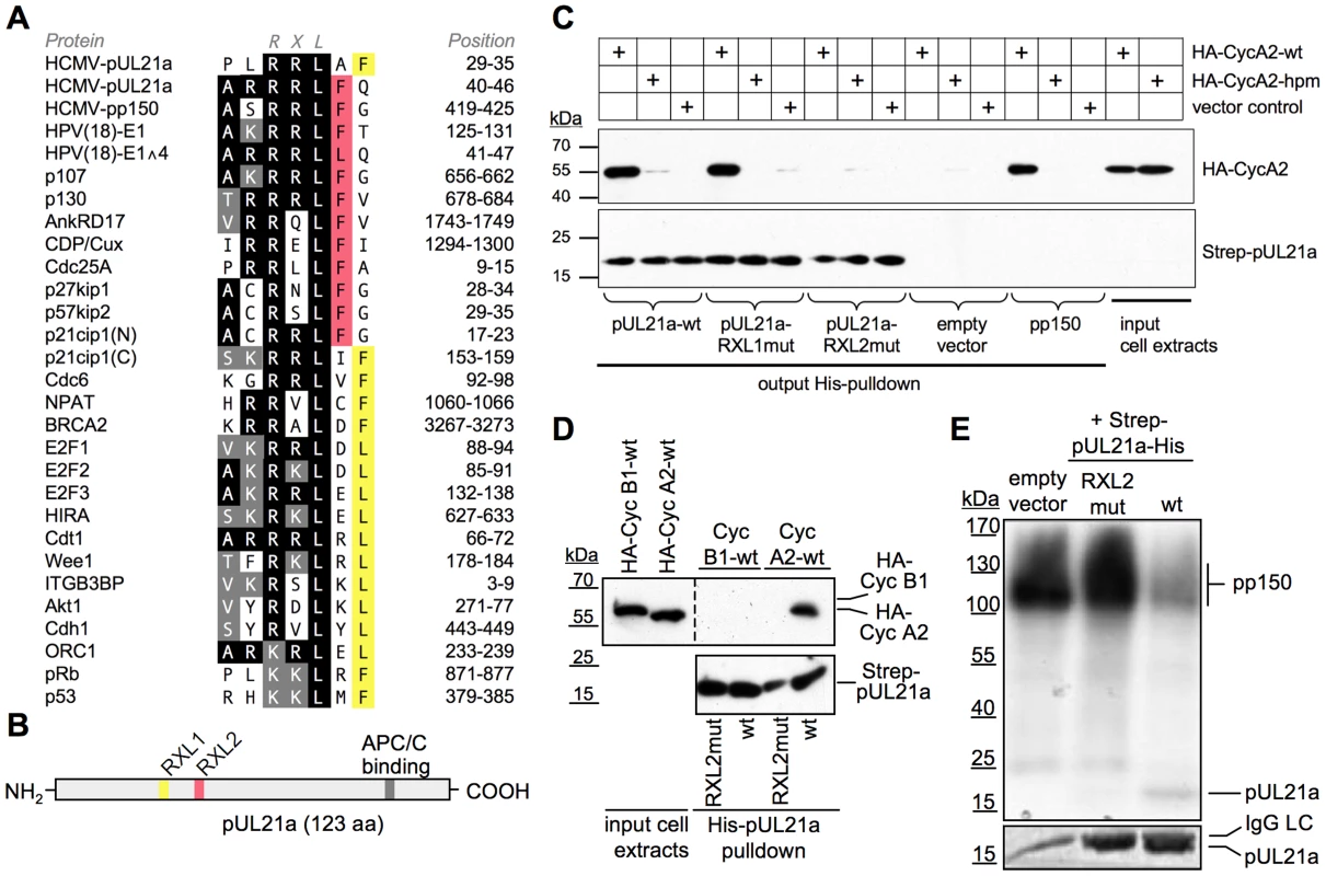 HCMV-pUL21a interacts with Cyclin A2.