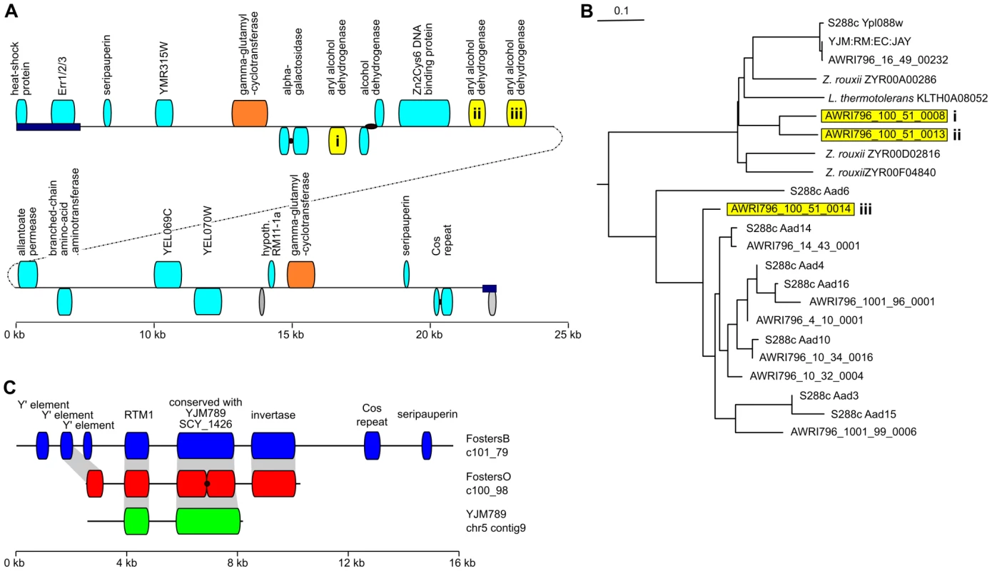 Novel genes found in industrial strains.