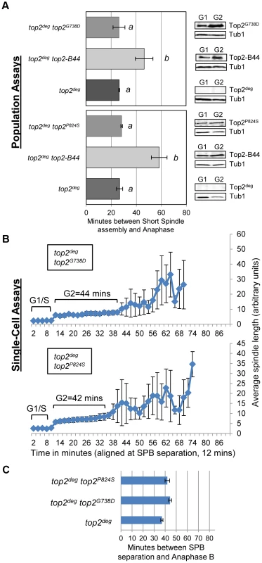 Slow Strand Passage does not Activate the Mad2-Dependent Checkpoint in the Absence of a T-Segment Transit Defect.