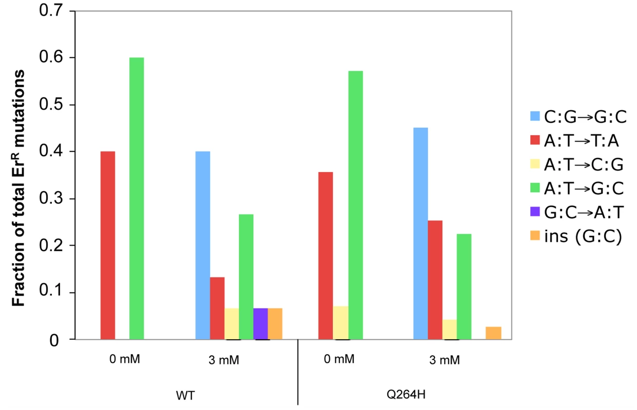 Methyl methanesulfonate exposure resulted in C:G→G:C transversions in mtDNA.