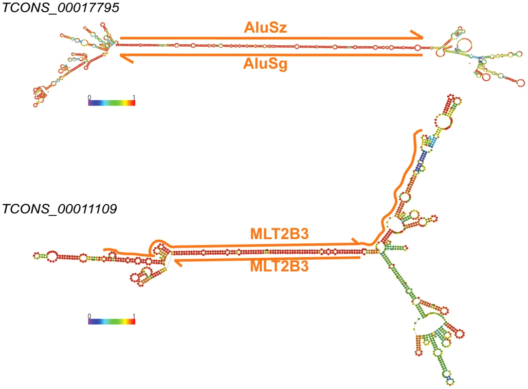 Long stem in two human lincRNAs (Cabili set) formed by inverted TEs.