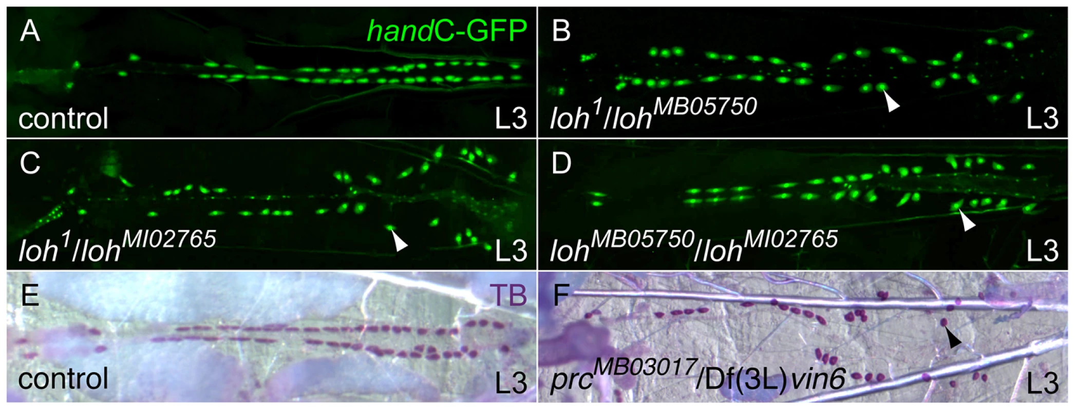 Isolation of new heart integrity mutants.