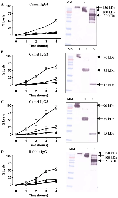<i>In vitro</i> trypanolytic capacity of polyclonal camelid or rabbit IgGs on monomorphic AnTat1.1 parasites.