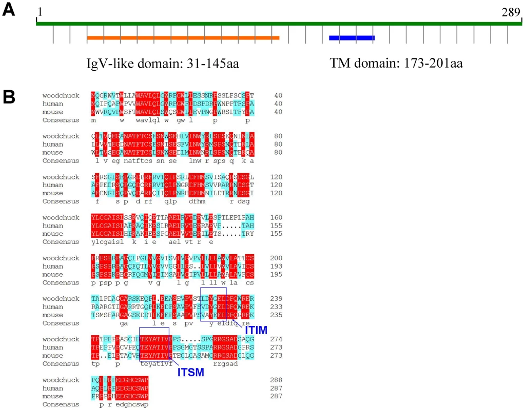 Analysis of the deduced amino acid sequence of woodchuck PD-1.