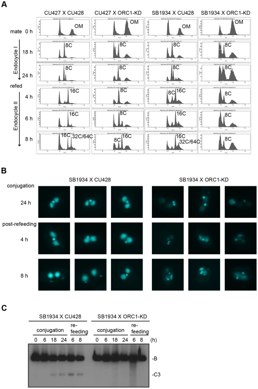Endoreplication and rDNA amplification during Tetrahymena development.