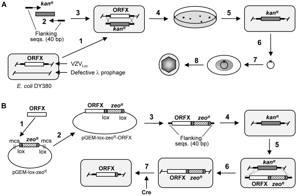 Generation of VZV deletion and rescue clones.