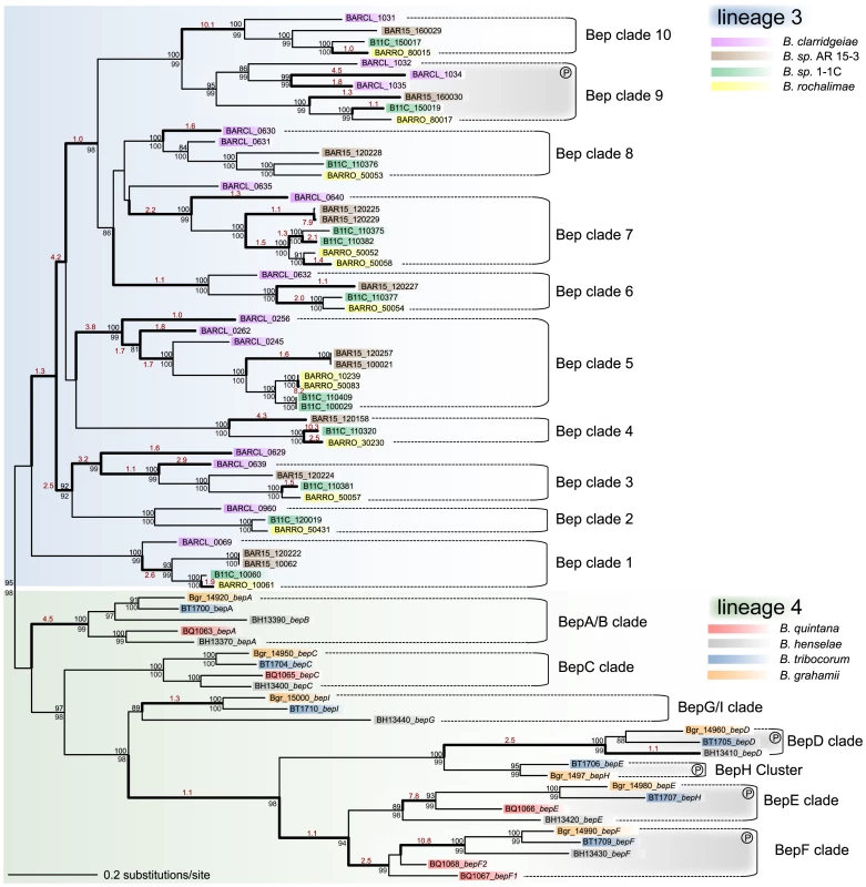 Gene tree of <i>Bartonella</i> effector proteins.