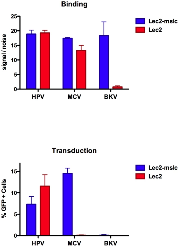 Binding and transduction of sialic acid-deficient cells.