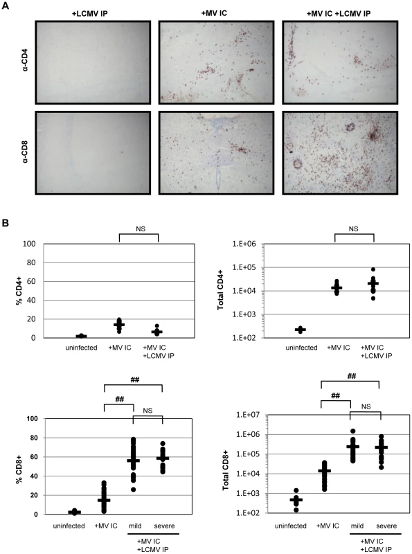 Immune response within the brains of co-infected mice.